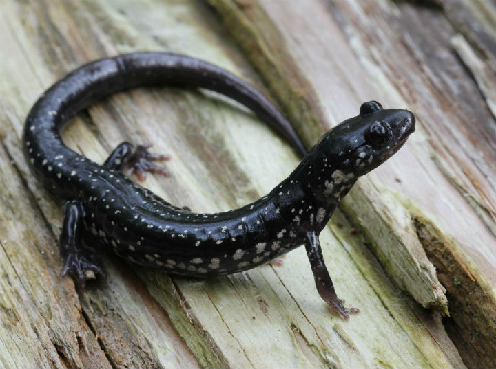  Slimy Salamander 